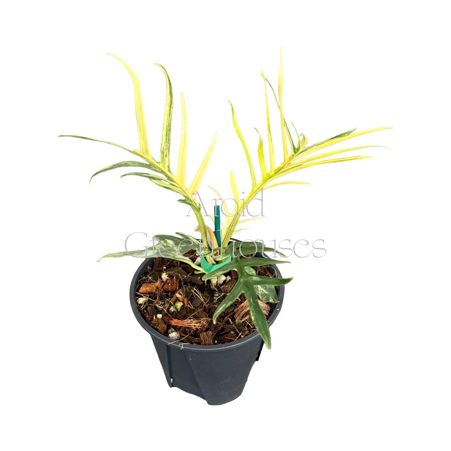 Philodendron tortum variegated – 4" Pot