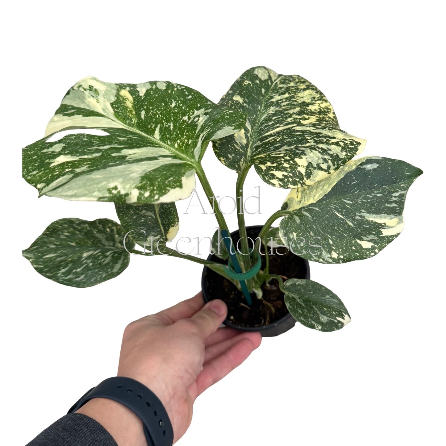 Monstera deliciosa 'Starlight' – 4" Pot