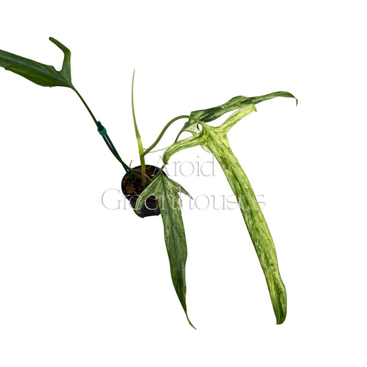 Philodendron holtonianum variegated (Aurea) – 4" Pot