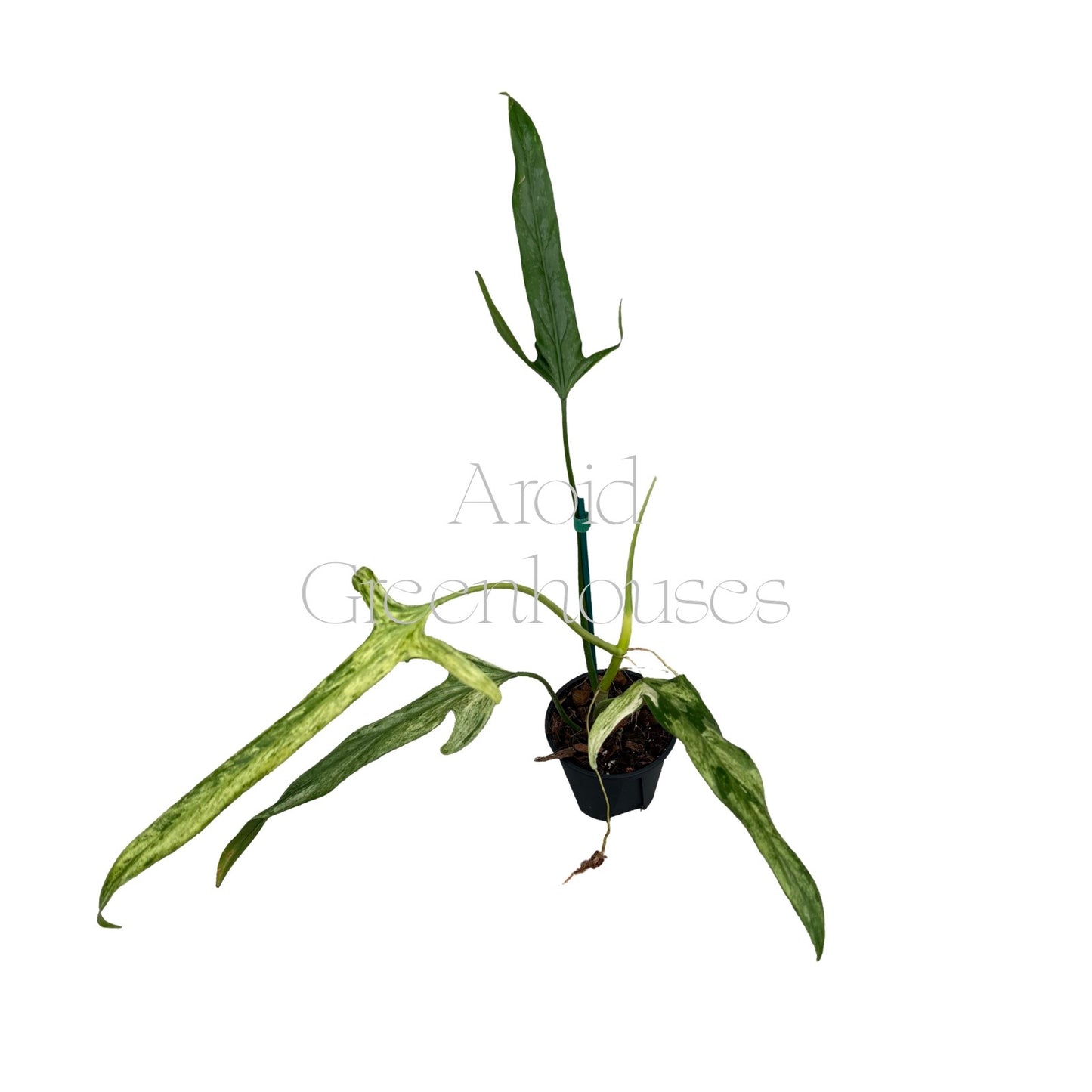 Philodendron holtonianum variegated (Aurea) – 4" Pot