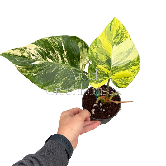 Philodendron 'White Princess' variegated (Tricolor) – 4" Pot