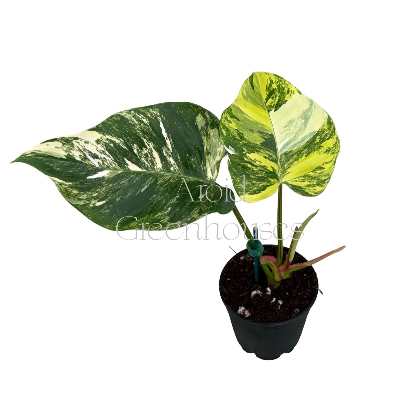 Philodendron 'White Princess' variegated (Tricolor) – 4" Pot