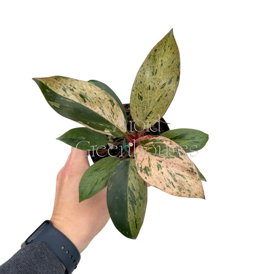 Philodendron 'Orange Congo' variegated – 4" Pot