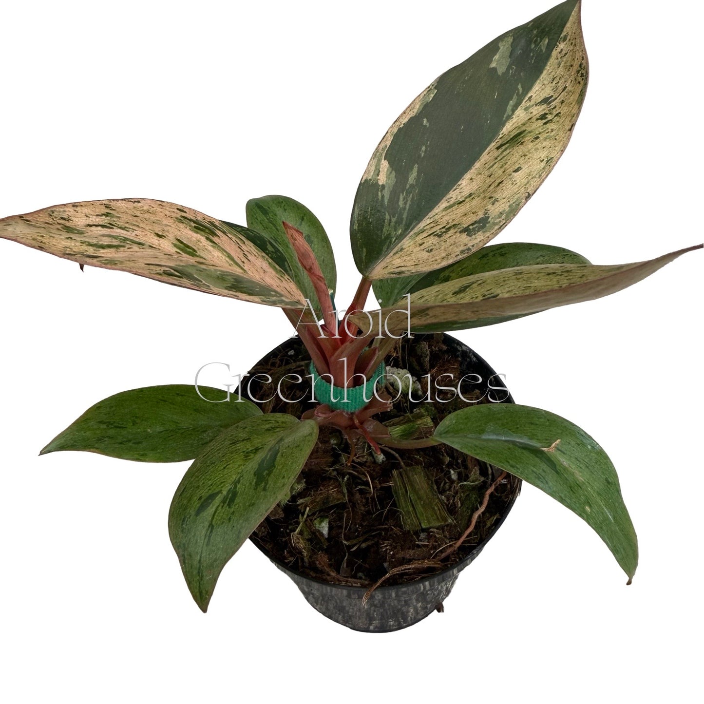Philodendron 'Orange Congo' variegated – 4" Pot