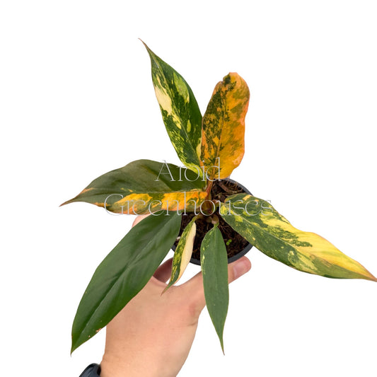 Philodendron 'Fire Tiger' variegated – 3" Pot