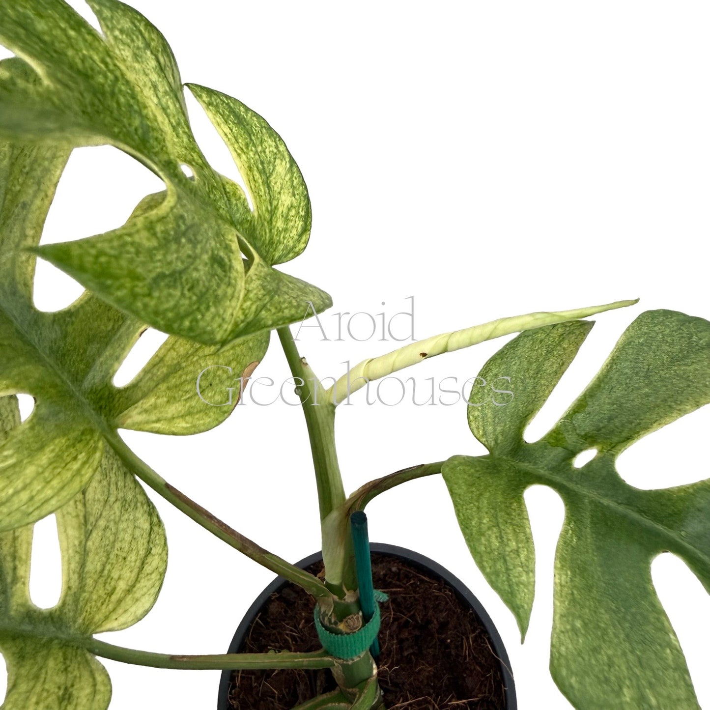 Rhaphidophora tetrasperma 'Ginny White Monster' – 4" Pot