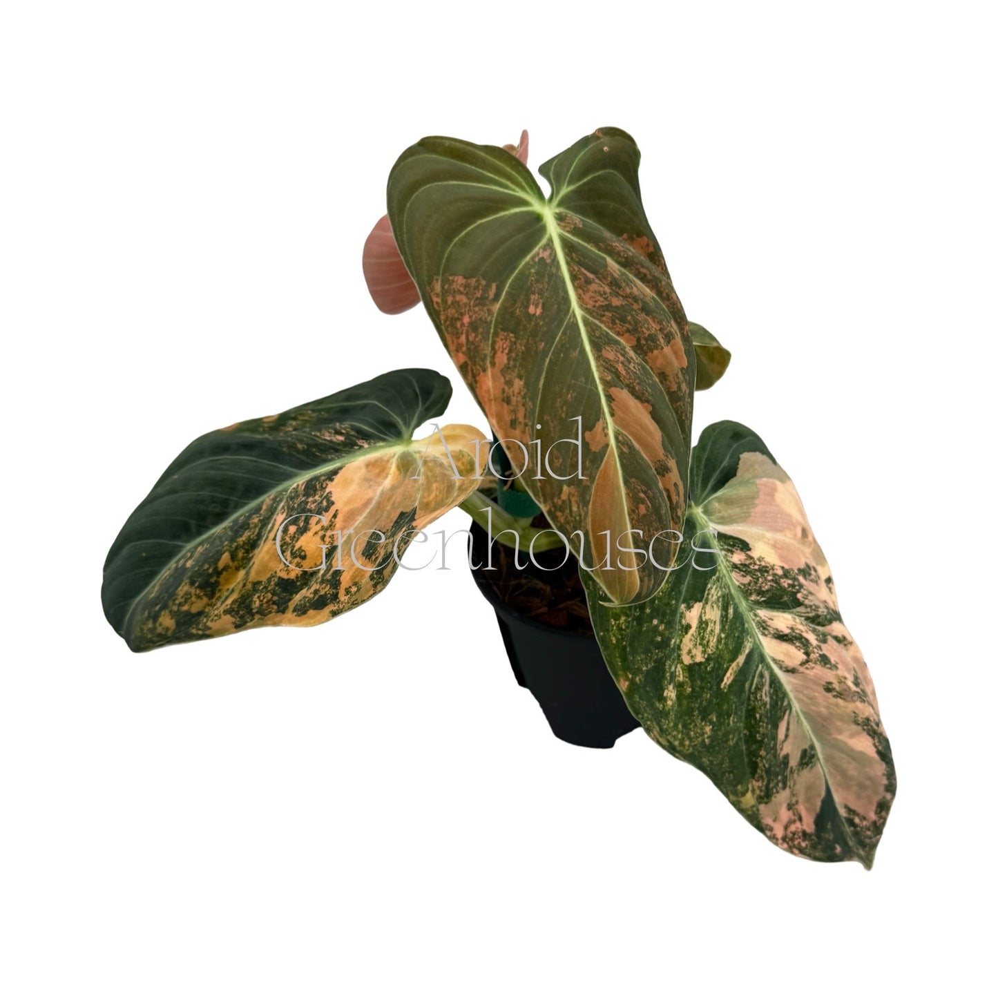 Philodendron melanochrysum variegated (Orange) – 4" Pot