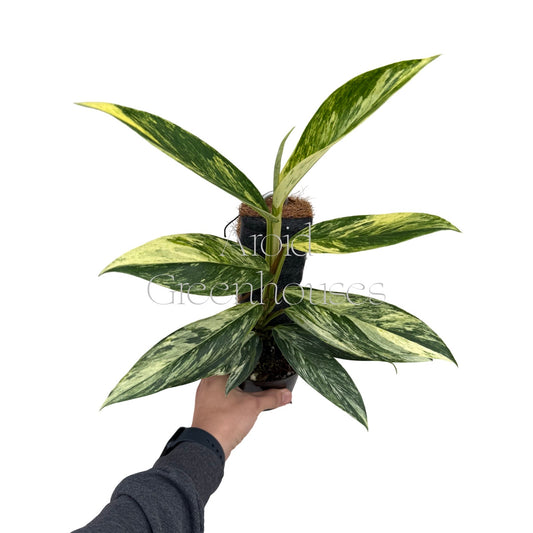 Scindapsus rupestris variegated – 4" Pot