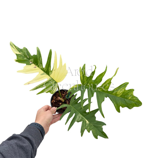 Philodendron 'Florida Beauty' x 'Mayoi' variegated – 4" Pot