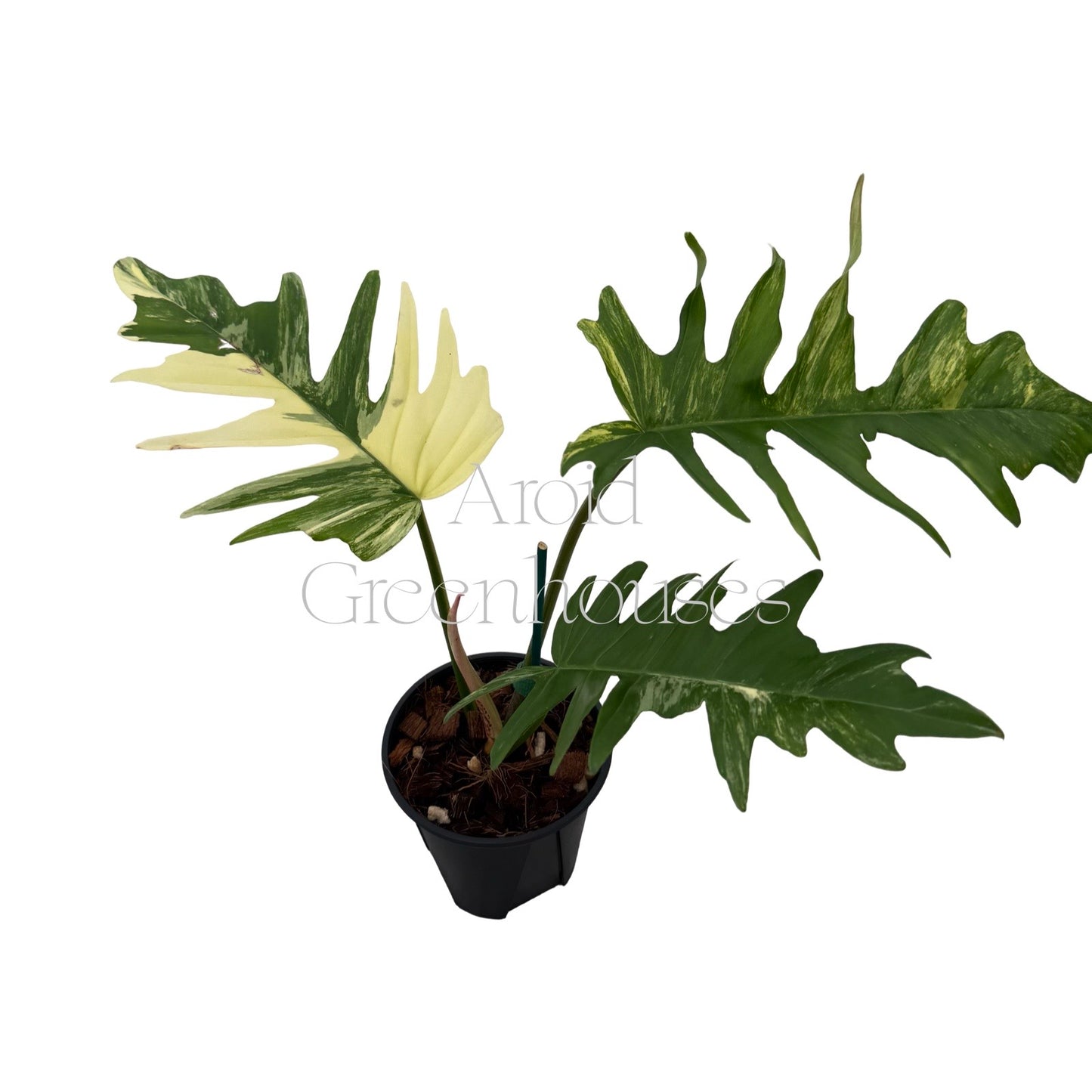 Philodendron 'Florida Beauty' x 'Mayoi' variegated – 4" Pot