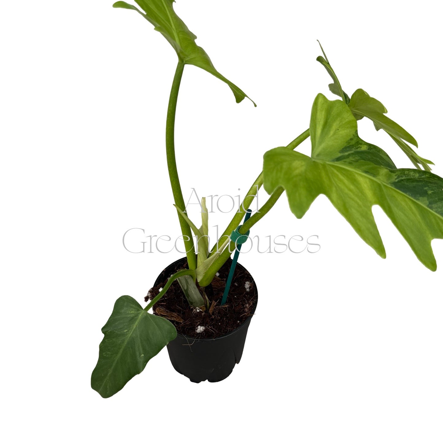 Philodendron radiatum variegated – 4" Pot