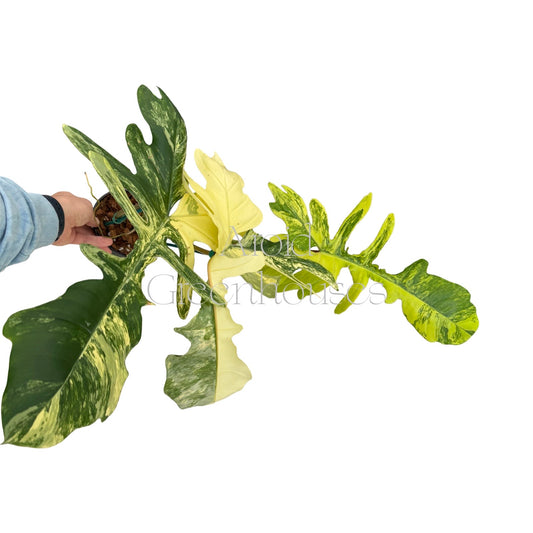 Philodendron 'Florida Beauty' x 'Mayoi' variegated – 5" Pot