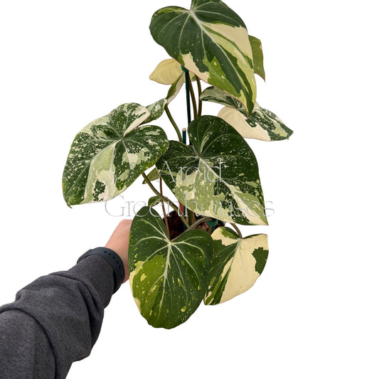 Philodendron gloriosum variegated – 5" Pot
