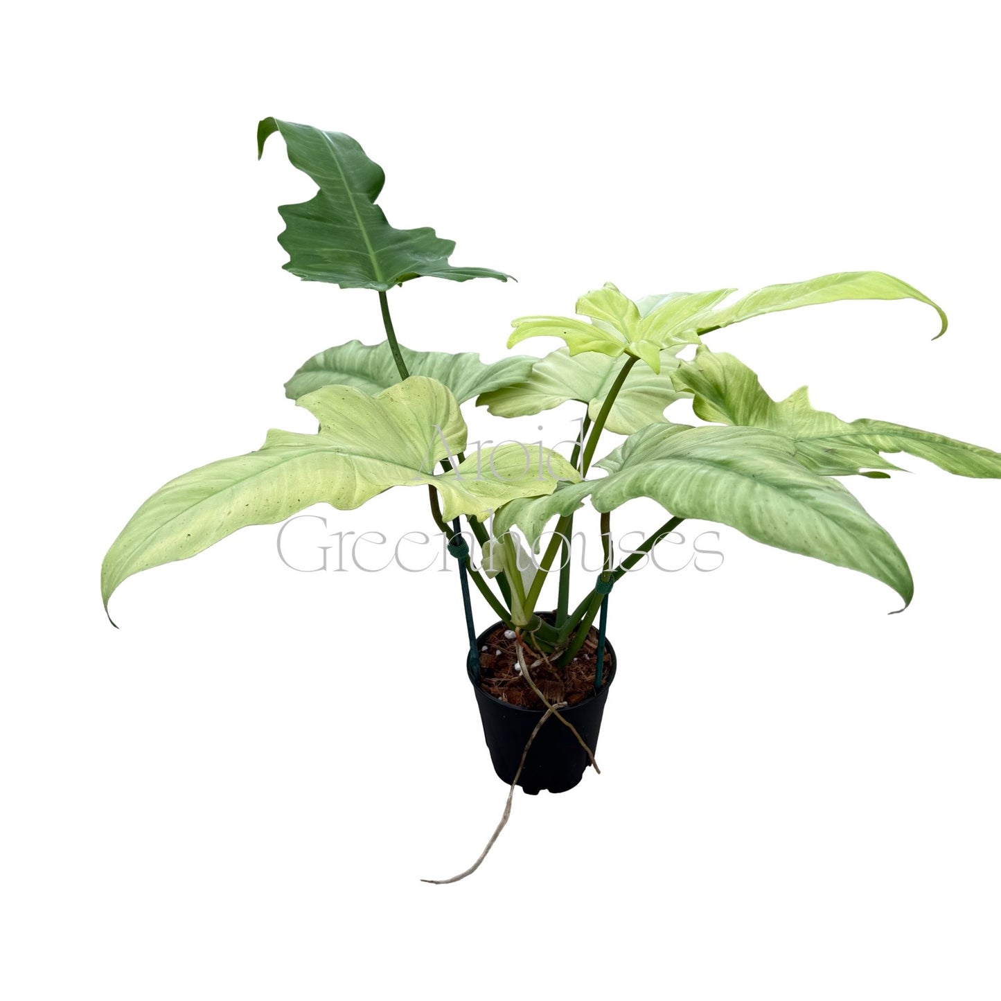 Philodendron 'Golden Dragon' (Mint) – 5" Pot