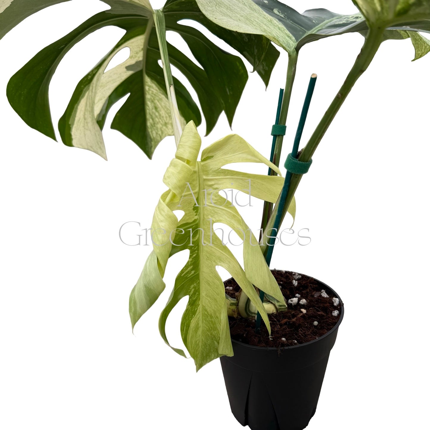 Monstera variegated (Mint) – 6" Pot