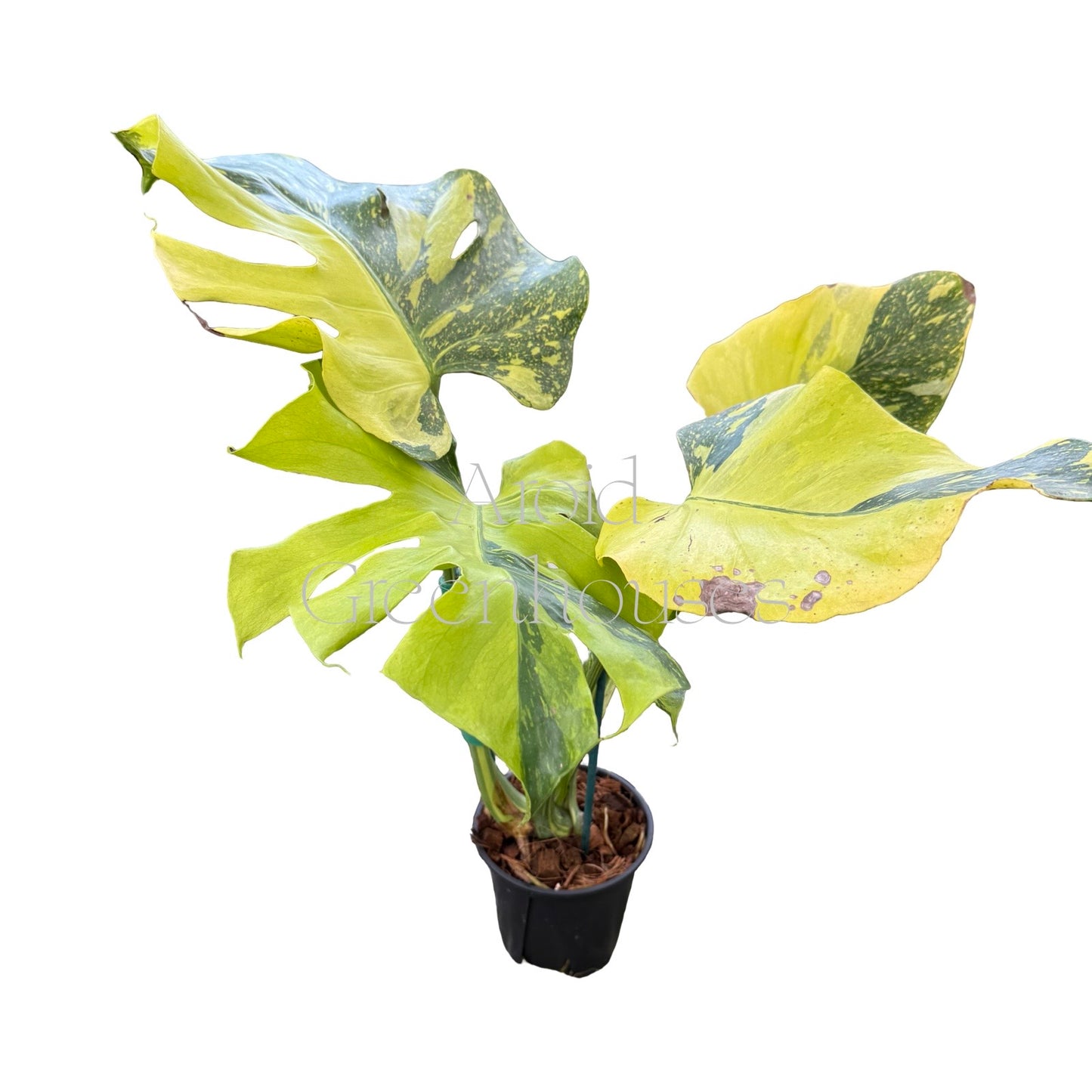 Monstera 'Electrolyte' – 4" Pot