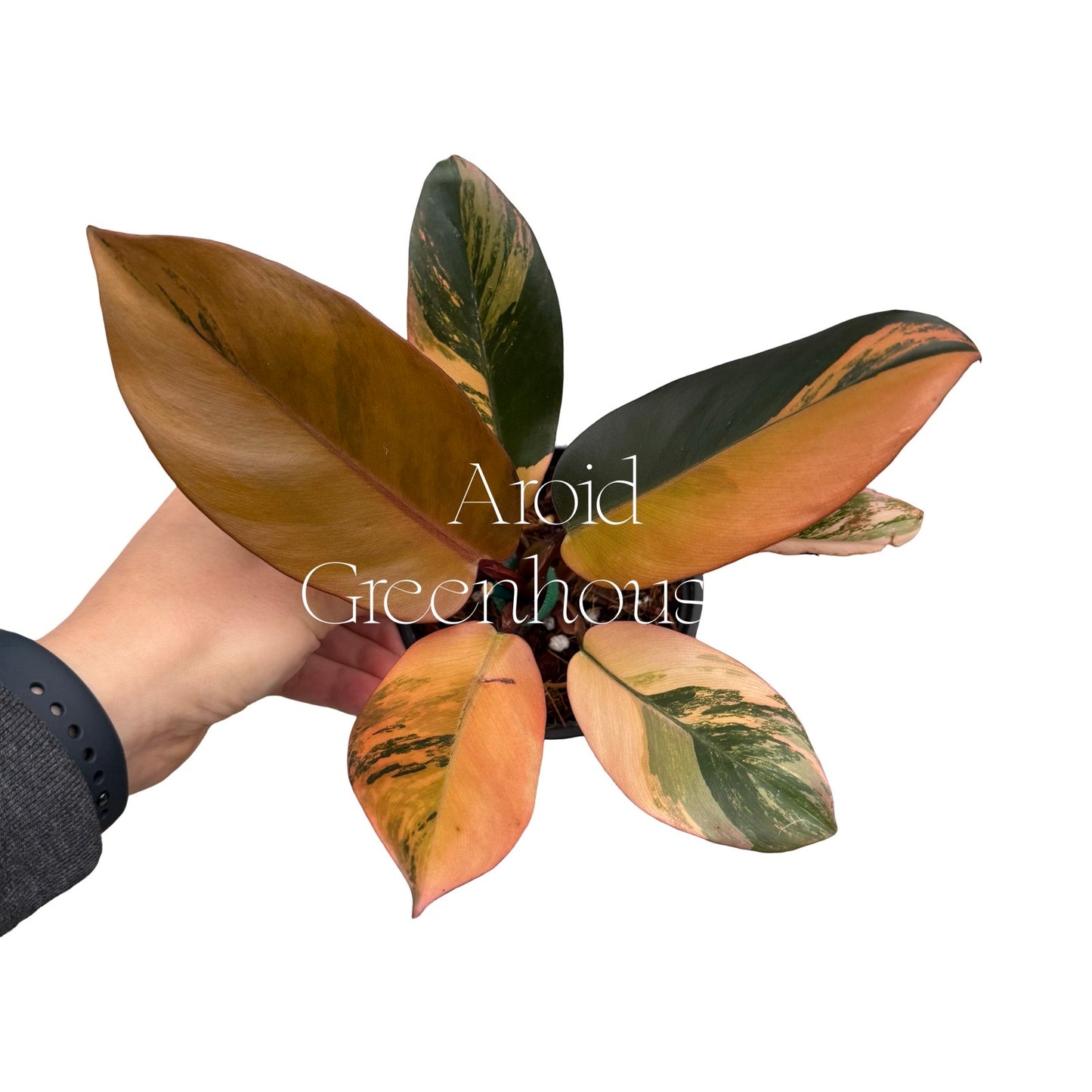 Philodendron 'Black Cardinal' variegated – 4" Pot
