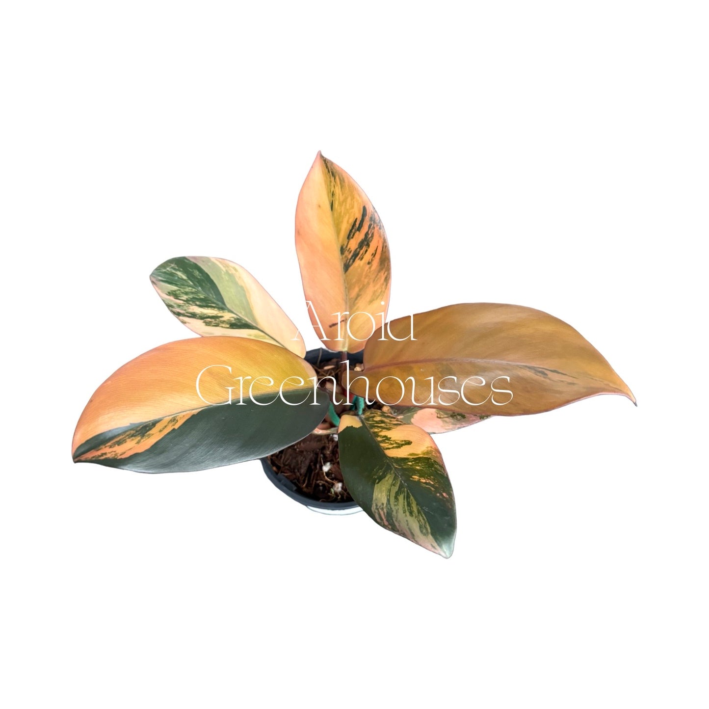 Philodendron 'Black Cardinal' variegated – 4" Pot