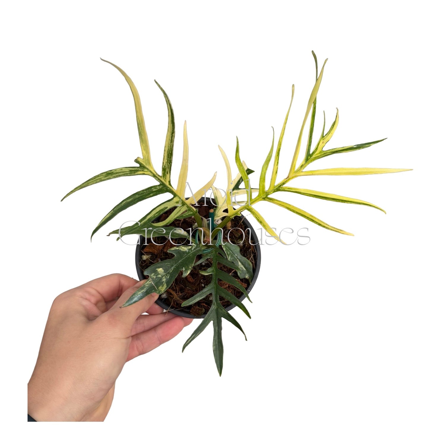 Philodendron tortum variegated – 4" Pot