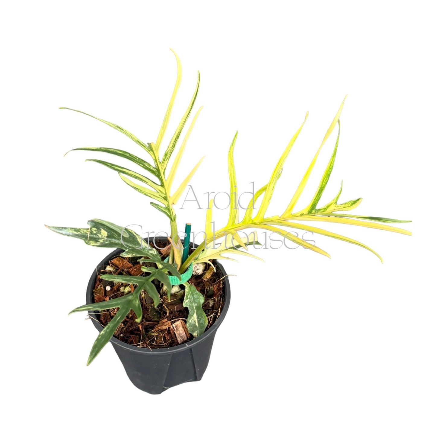 Philodendron tortum variegated – 4" Pot