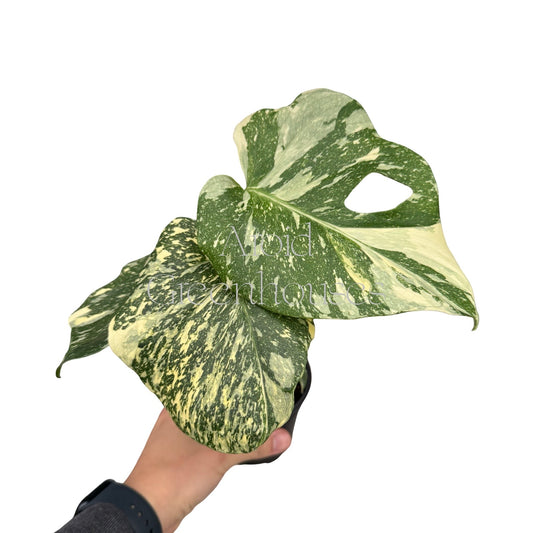 Monstera deliciosa 'Starlight' – 4" Pot