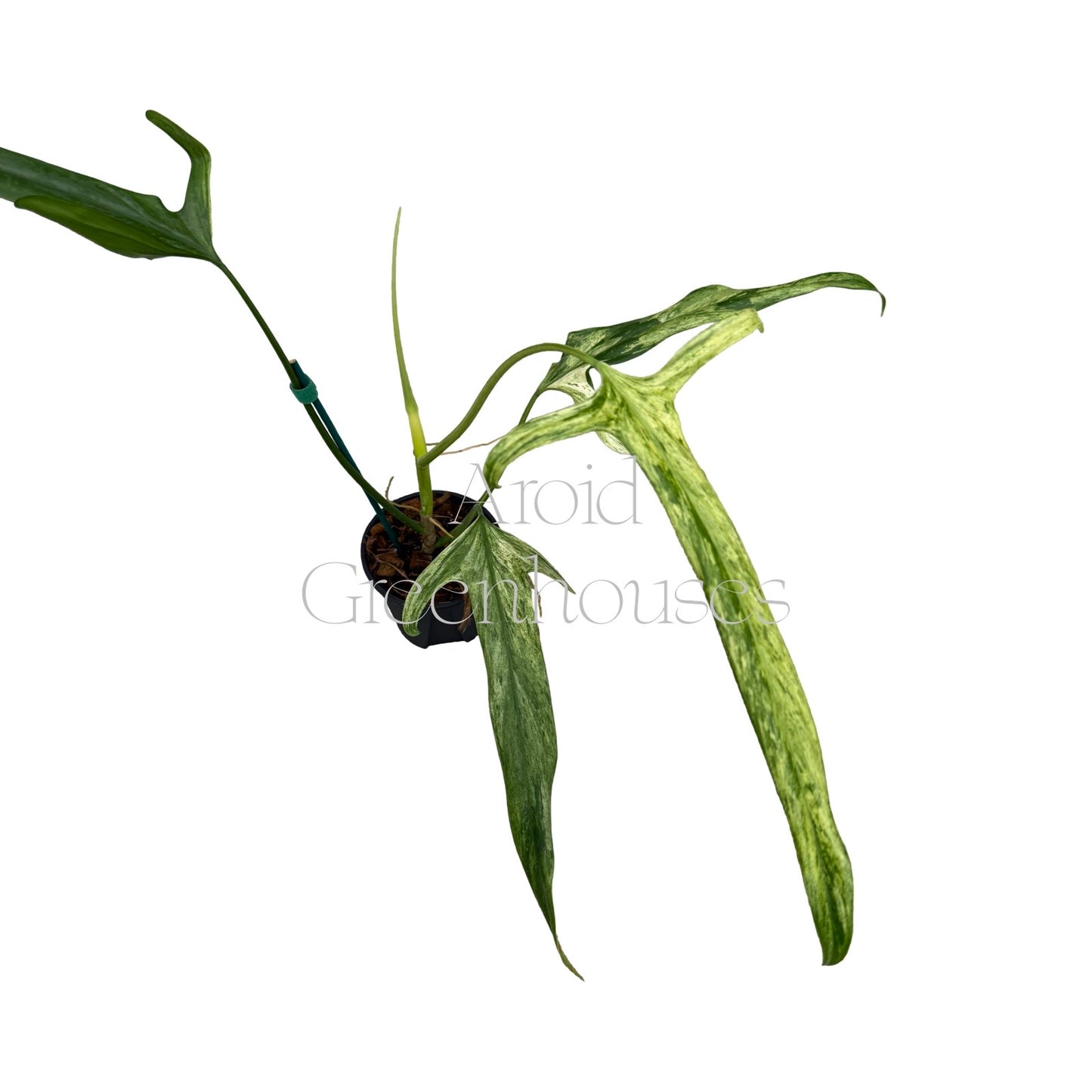 Philodendron holtonianum variegated (Aurea) – 4" Pot