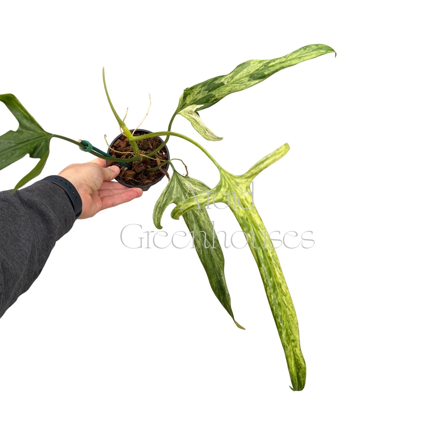 Philodendron holtonianum variegated (Aurea) – 4" Pot