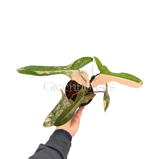 Philodendron 'Brown Beauty' variegated – 4" Pot