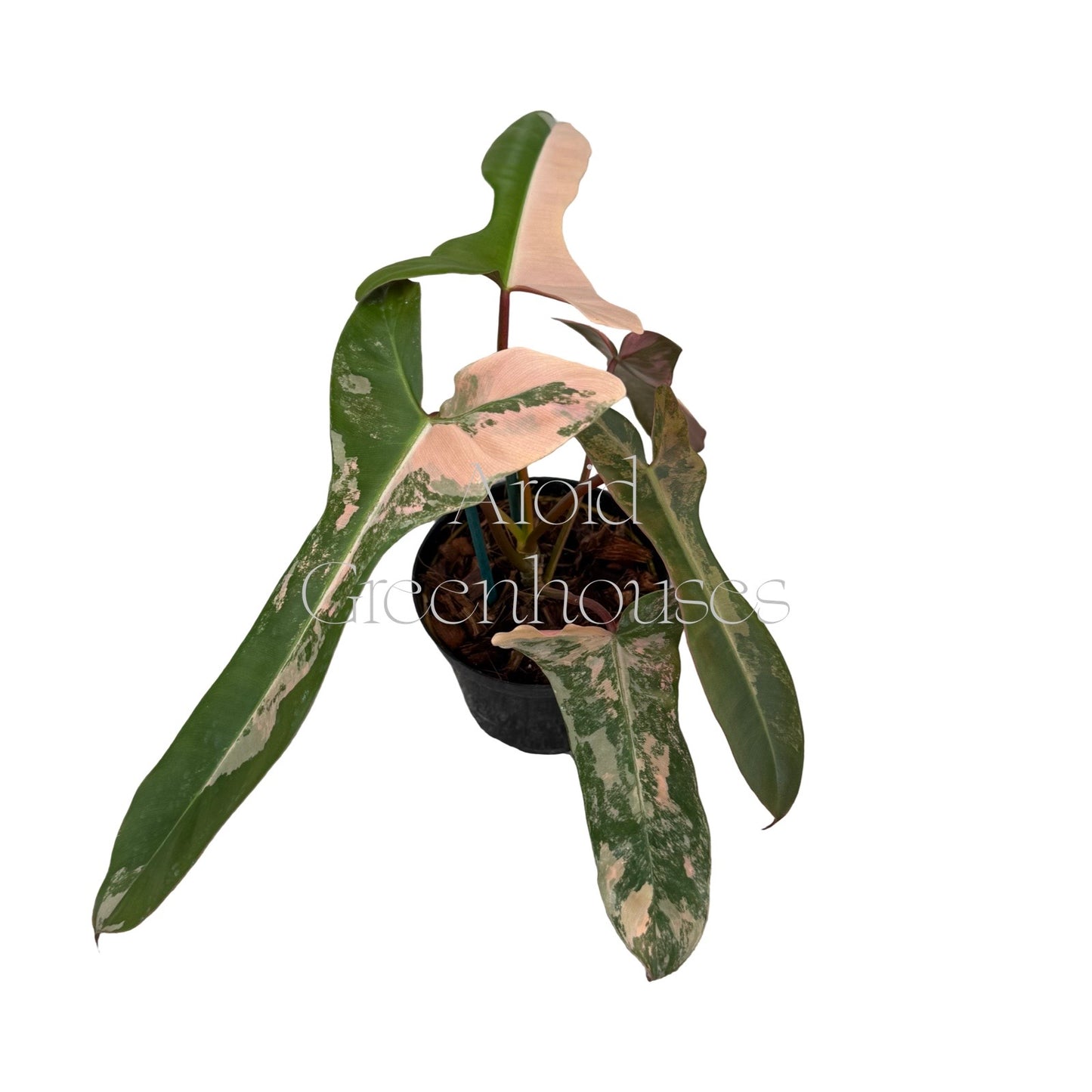 Philodendron 'Brown Beauty' variegated – 4" Pot