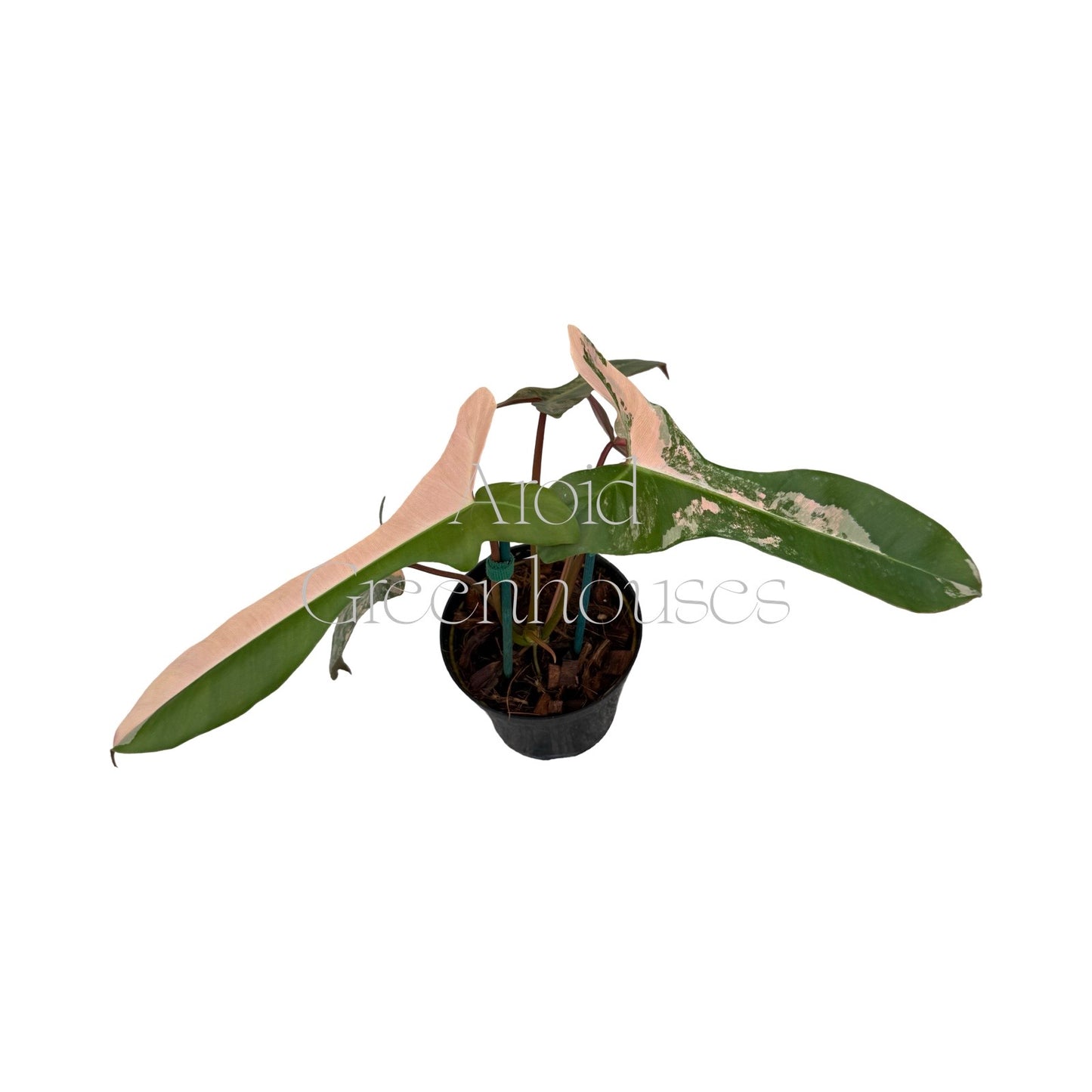 Philodendron 'Brown Beauty' variegated – 4" Pot