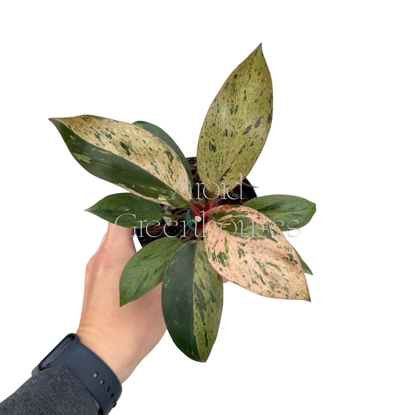 Philodendron 'Orange Congo' variegated – 4" Pot