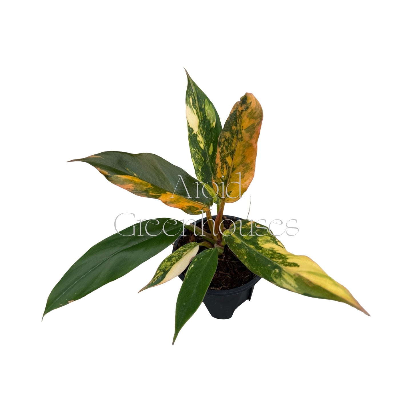 Philodendron 'Fire Tiger' variegated – 3" Pot