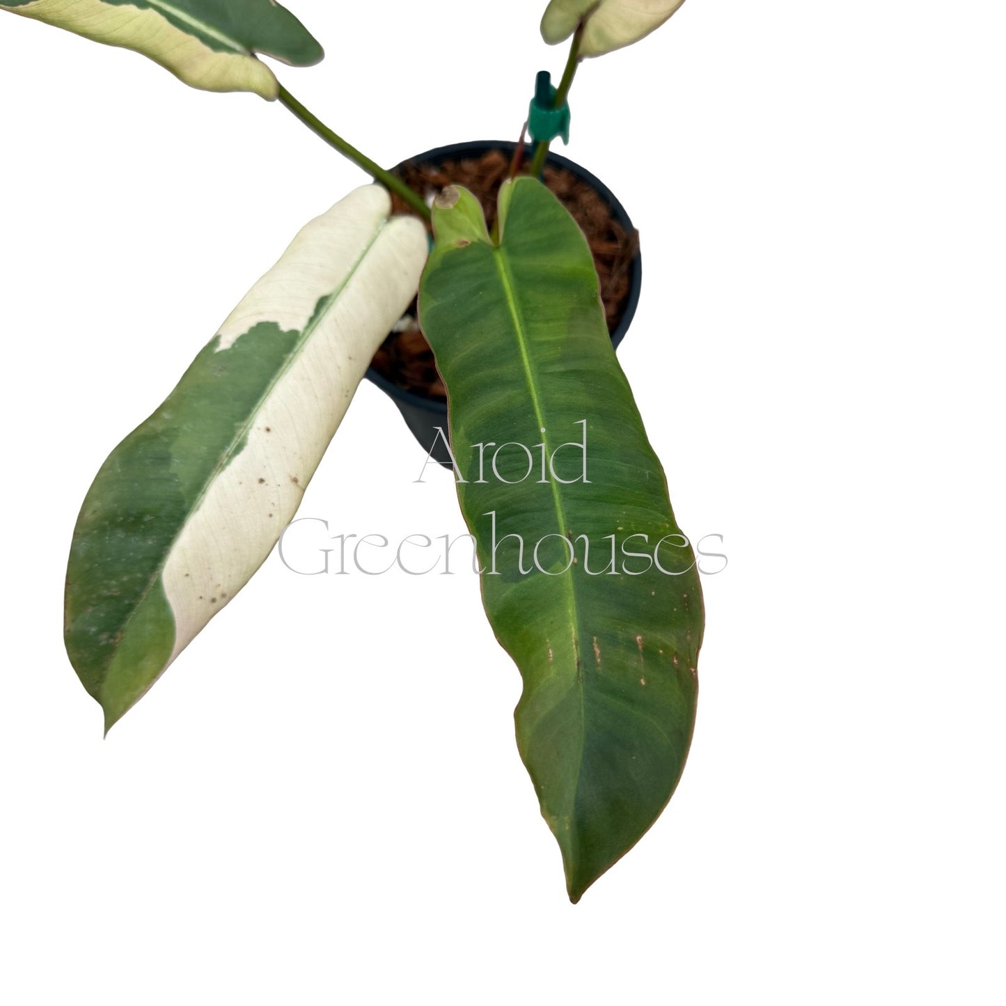 Philodendron atabapoense variegated – 4" Pot