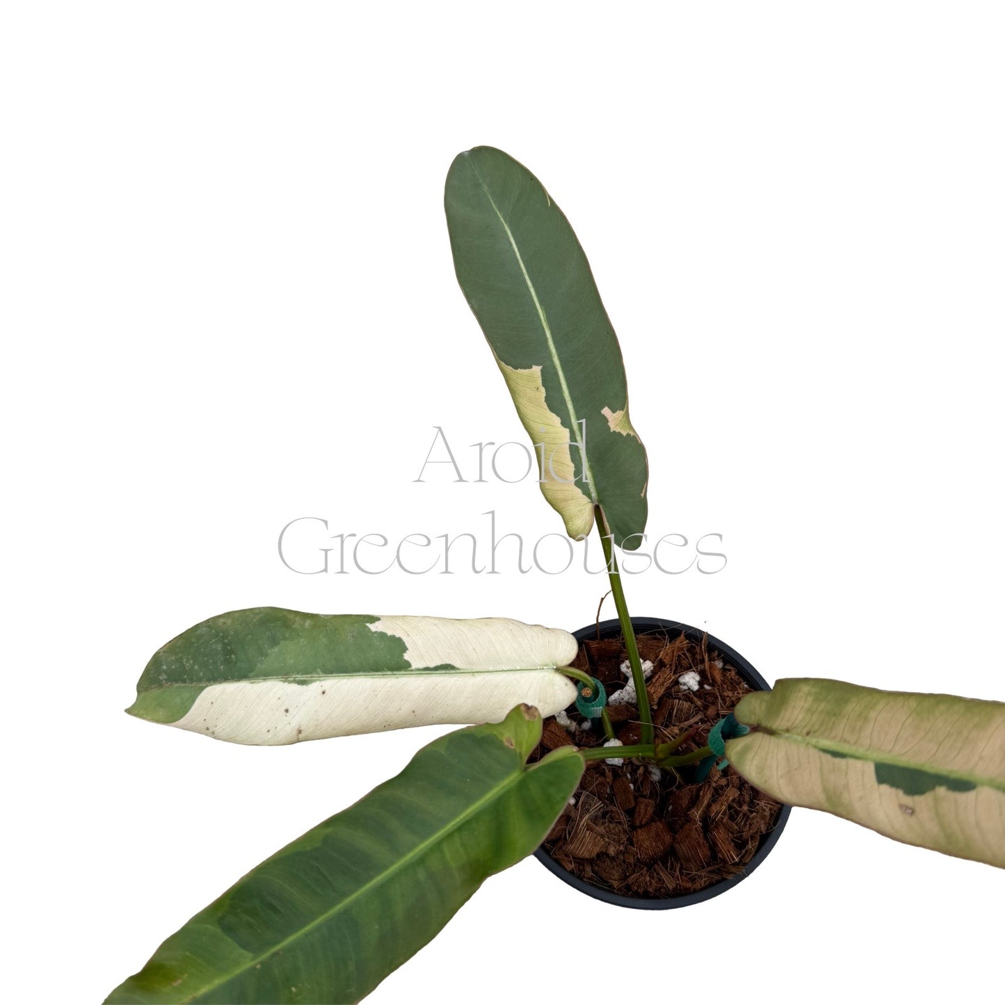 Philodendron atabapoense variegated – 4" Pot