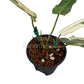 Philodendron atabapoense variegated – 4" Pot