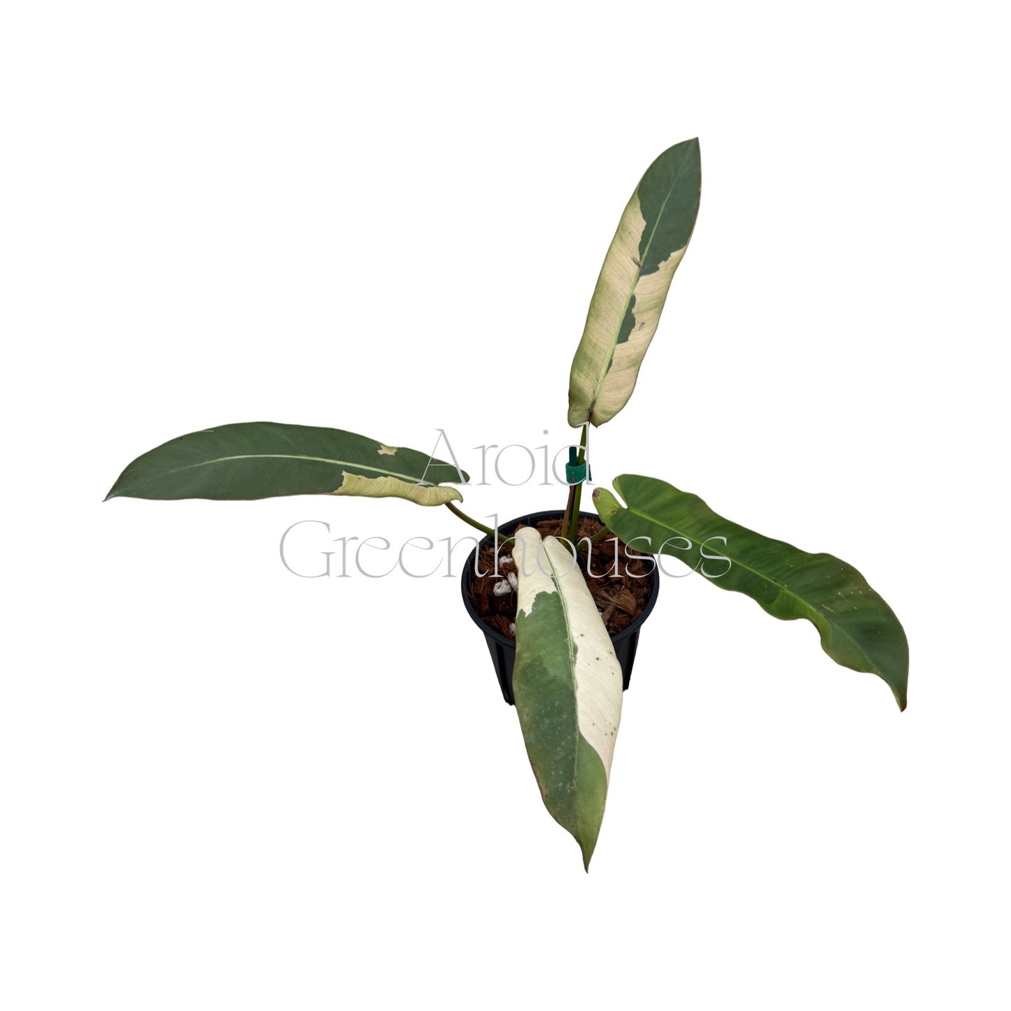 Philodendron atabapoense variegated – 4" Pot