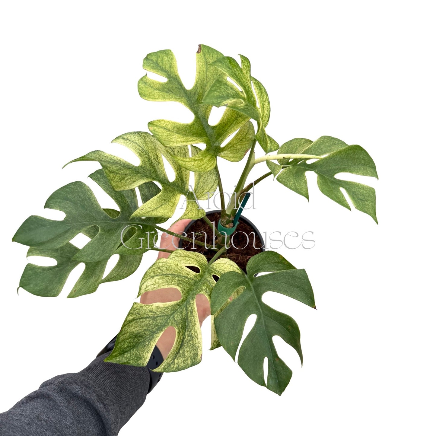 Rhaphidophora tetrasperma 'Ginny White Monster' – 4" Pot