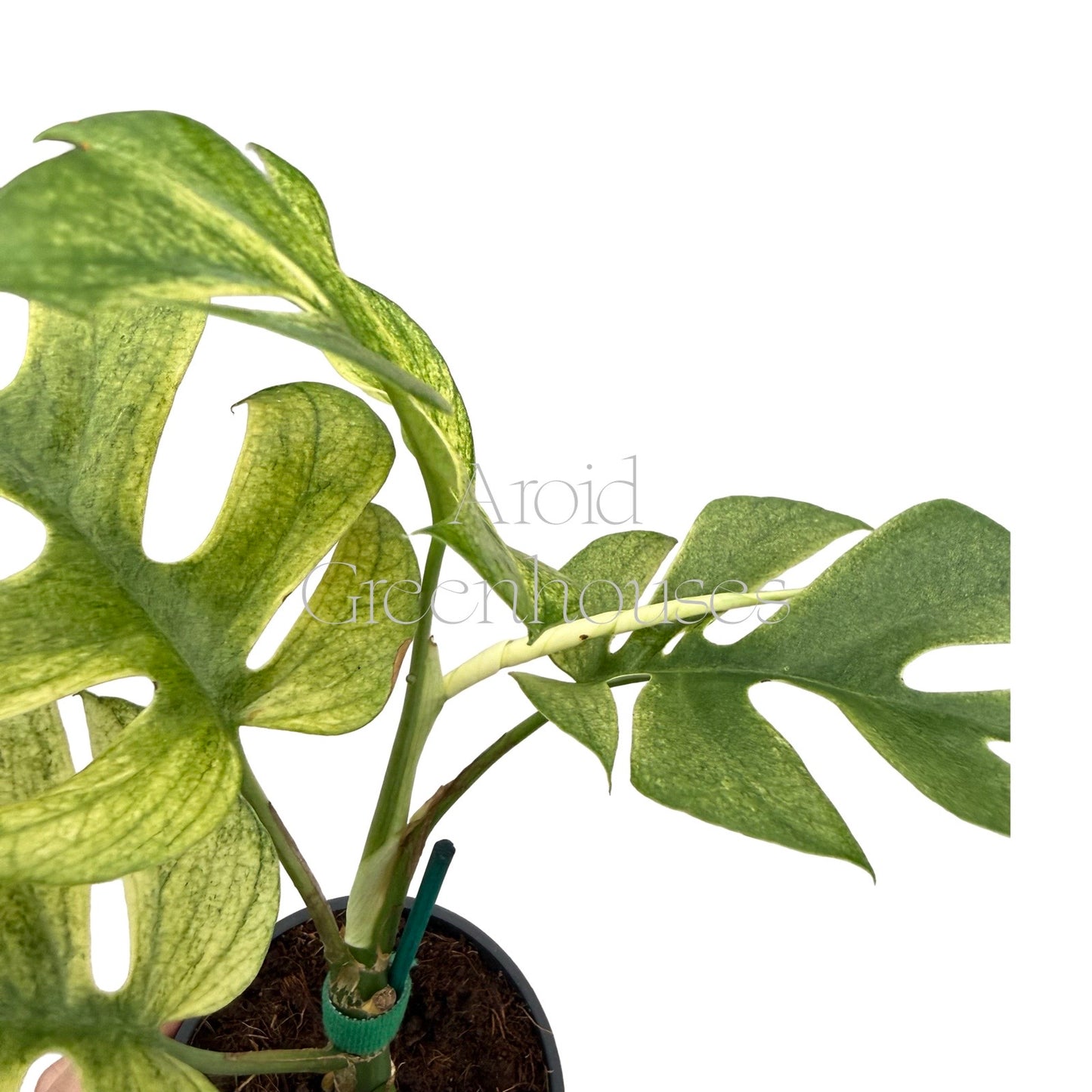 Rhaphidophora tetrasperma 'Ginny White Monster' – 4" Pot