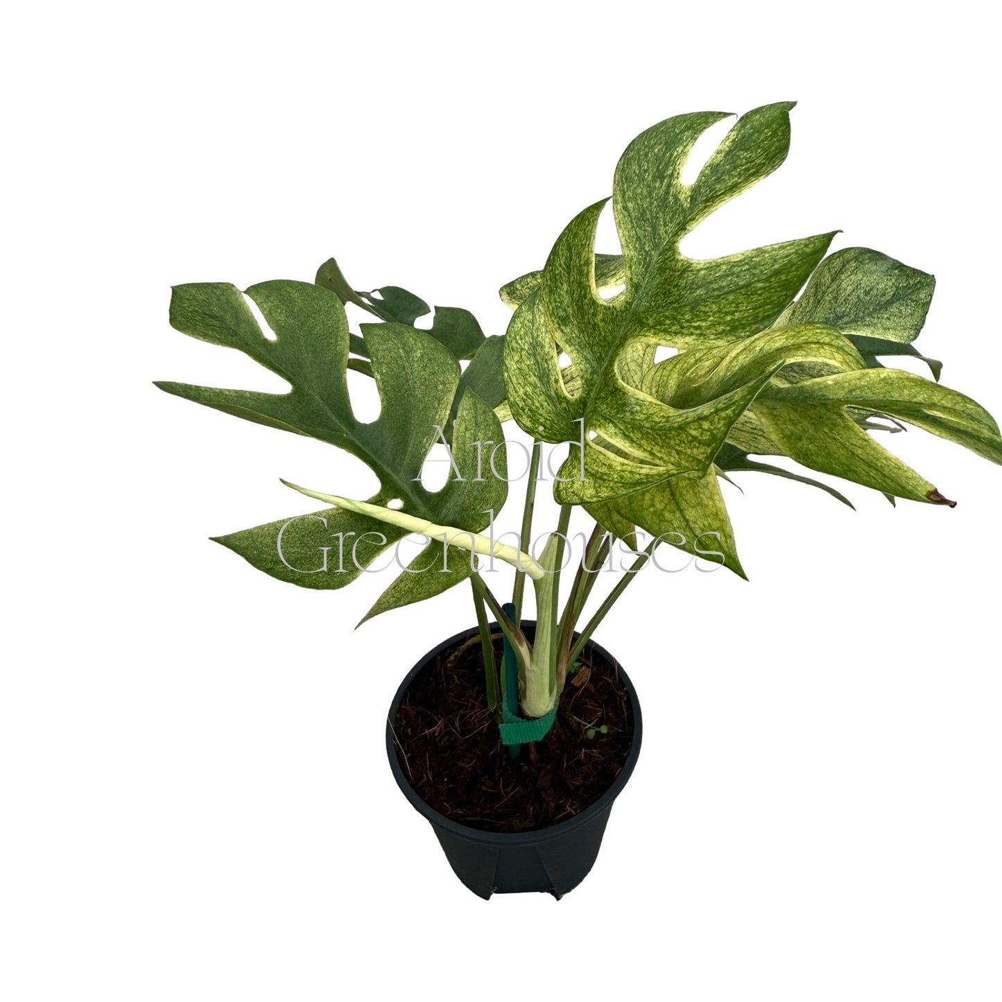 Rhaphidophora tetrasperma 'Ginny White Monster' – 4" Pot