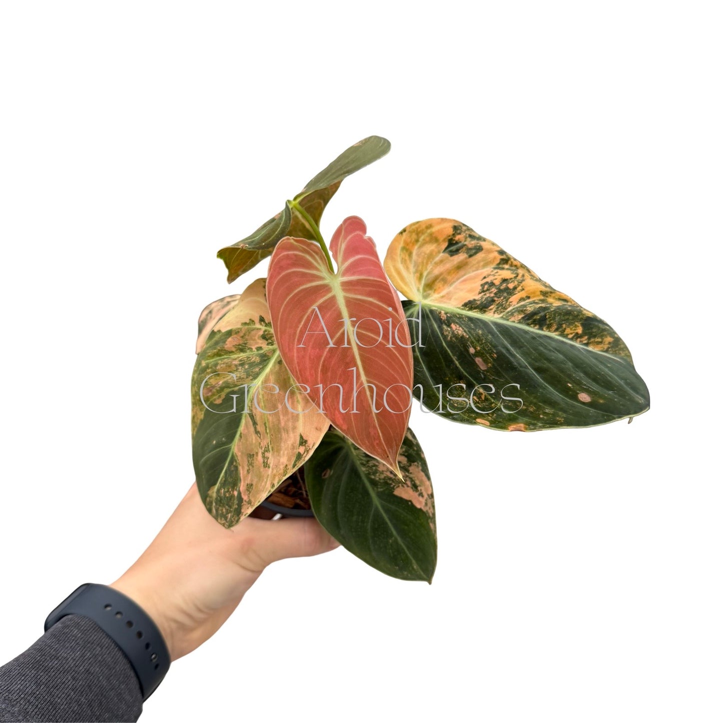 Philodendron melanochrysum variegated (Orange) – 4" Pot