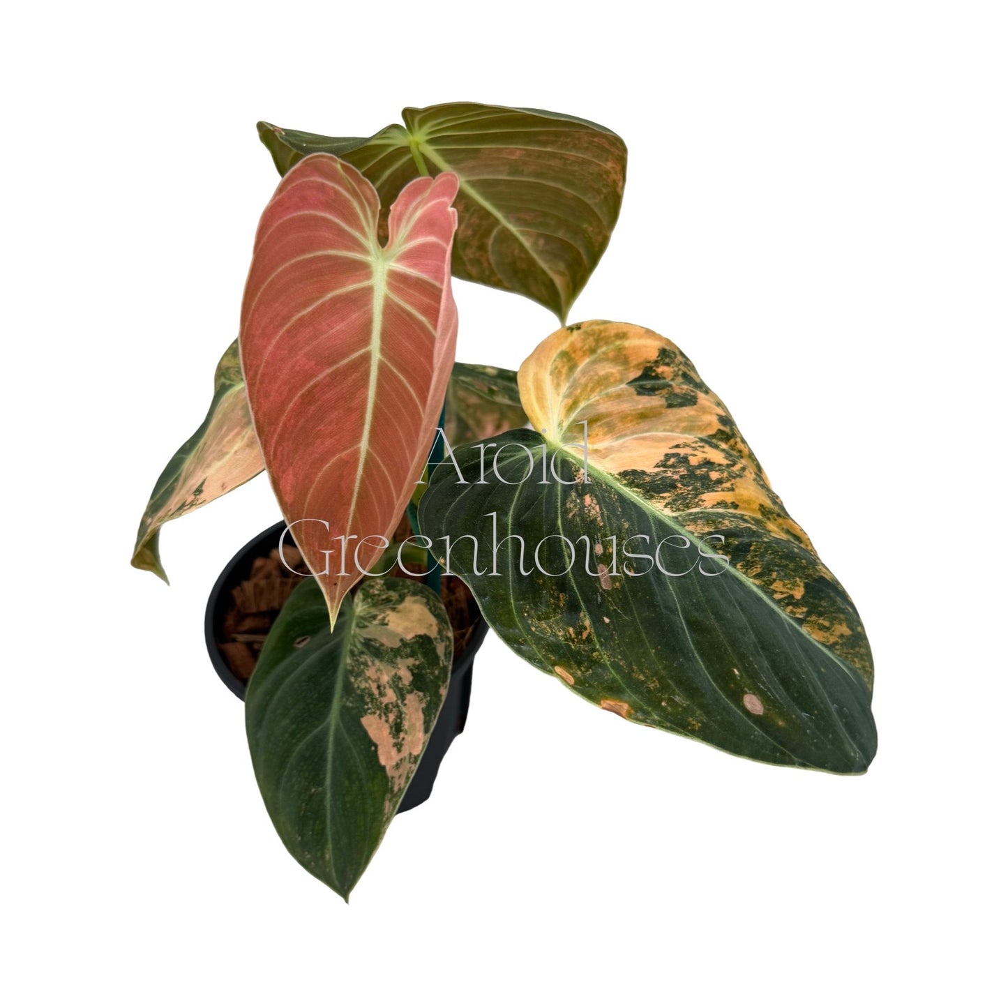 Philodendron melanochrysum variegated (Orange) – 4" Pot