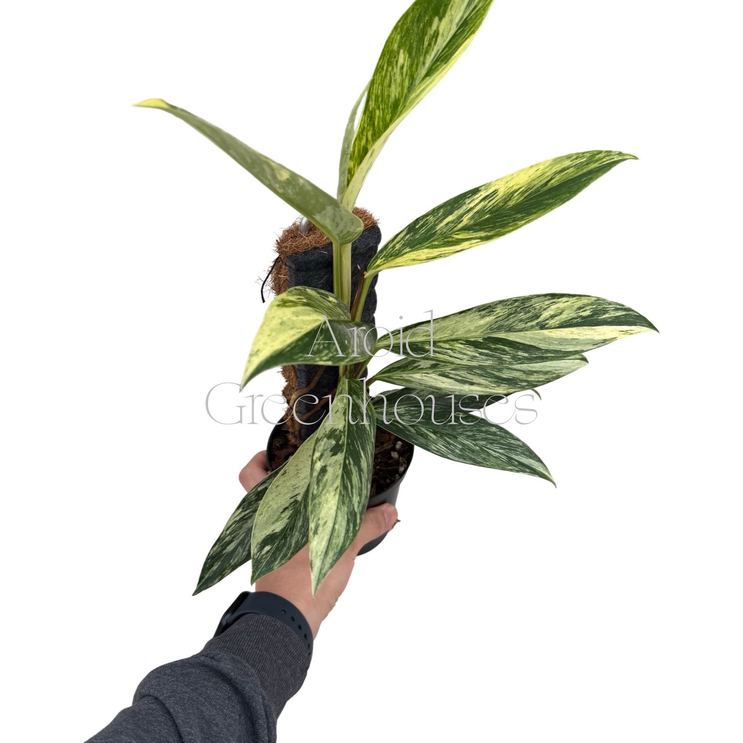 Scindapsus rupestris variegated – 4" Pot