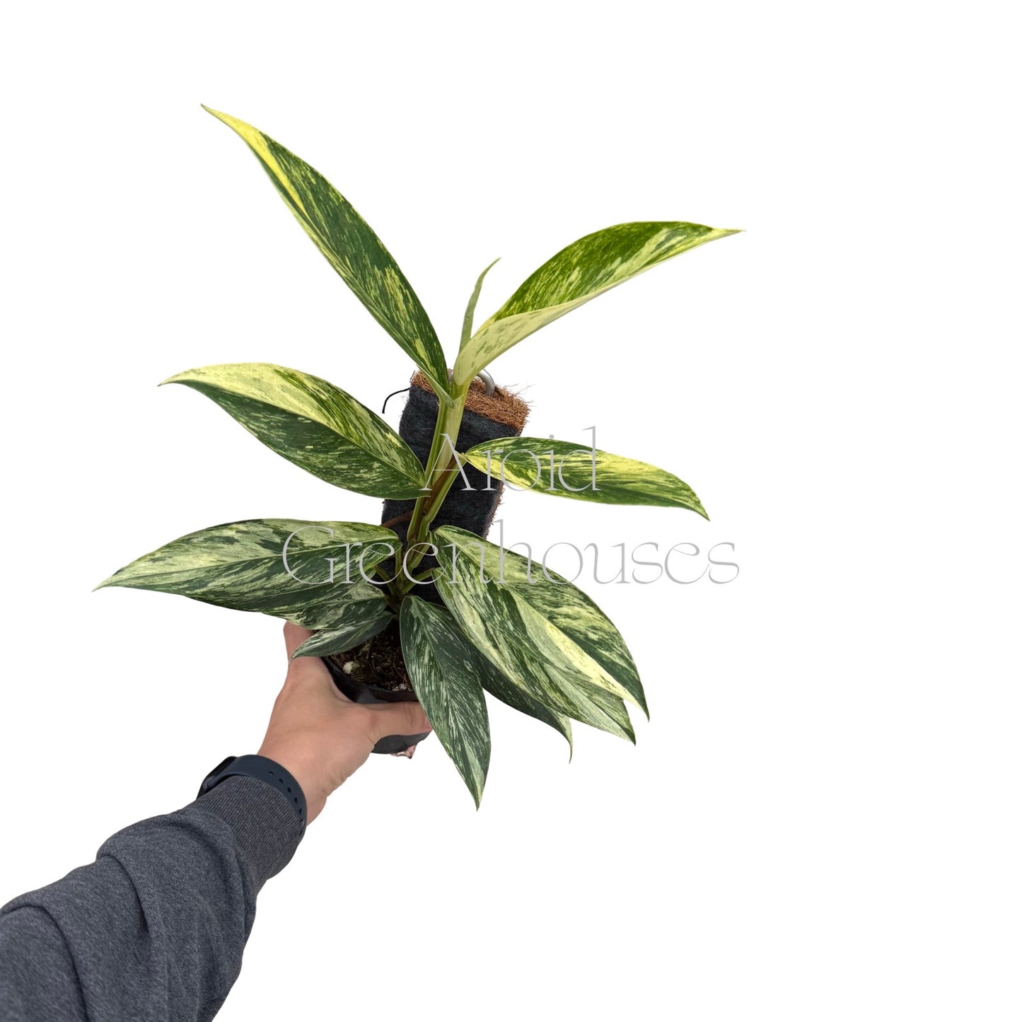 Scindapsus rupestris variegated – 4" Pot