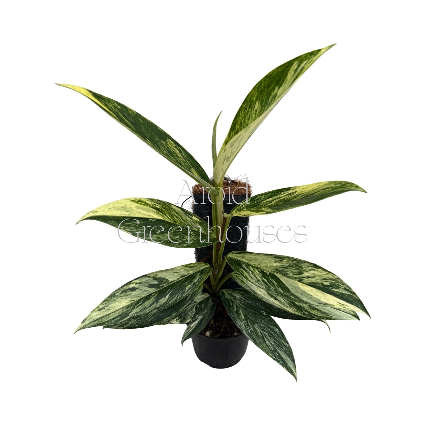 Scindapsus rupestris variegated – 4" Pot