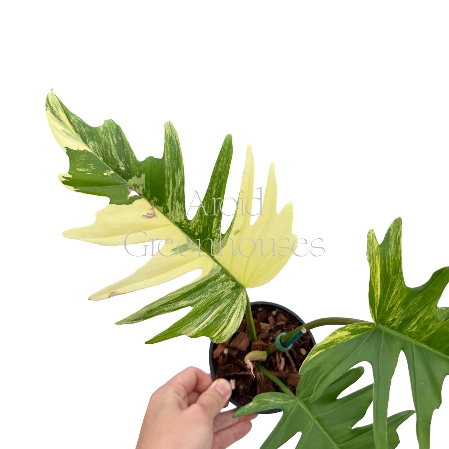 Philodendron 'Florida Beauty' x 'Mayoi' variegated – 4" Pot