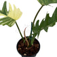 Philodendron 'Florida Beauty' x 'Mayoi' variegated – 4" Pot