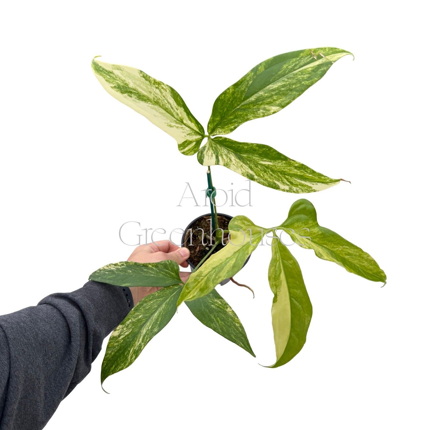 Anthurium 'Costa Rica' variegated – 4" Pot