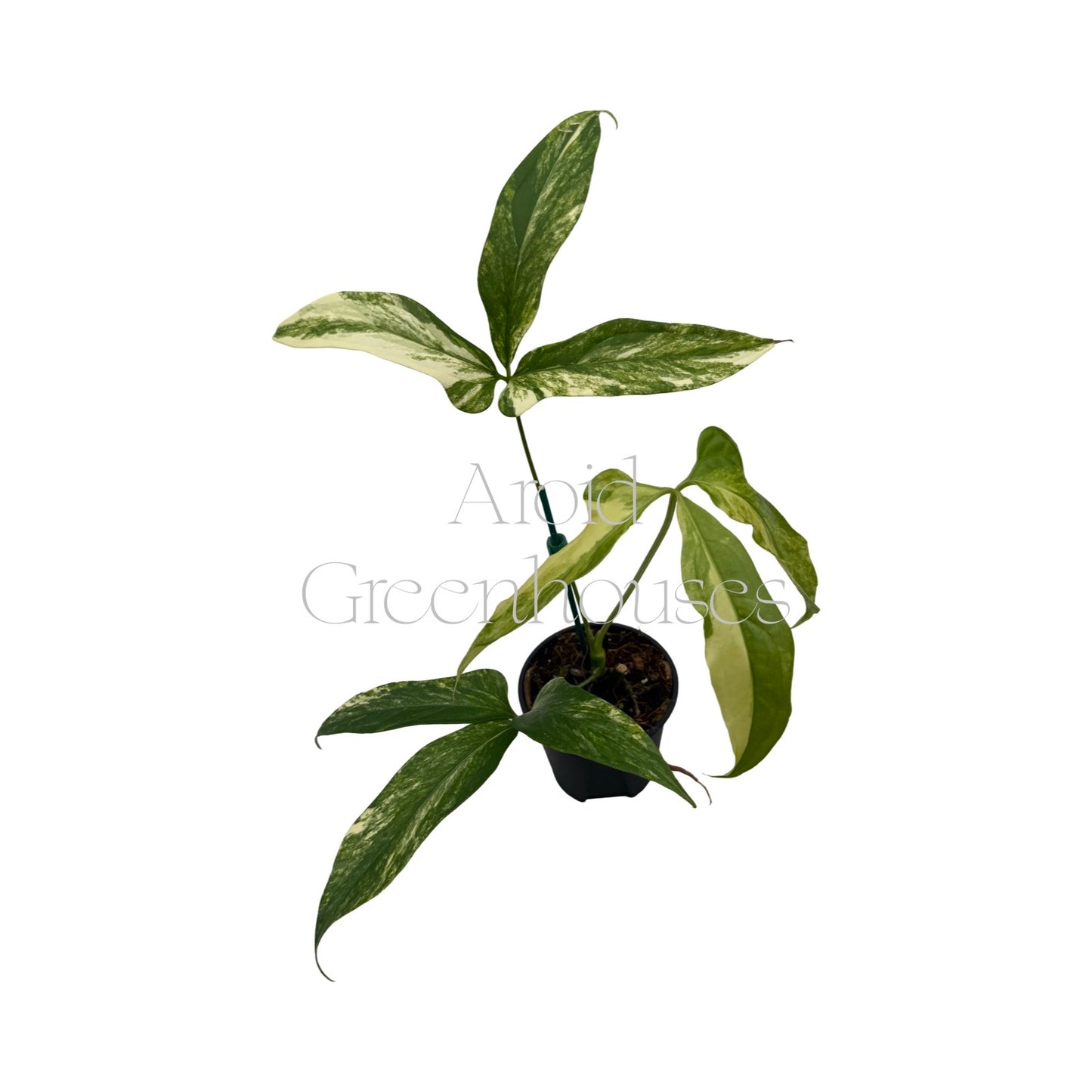 Anthurium 'Costa Rica' variegated – 4" Pot