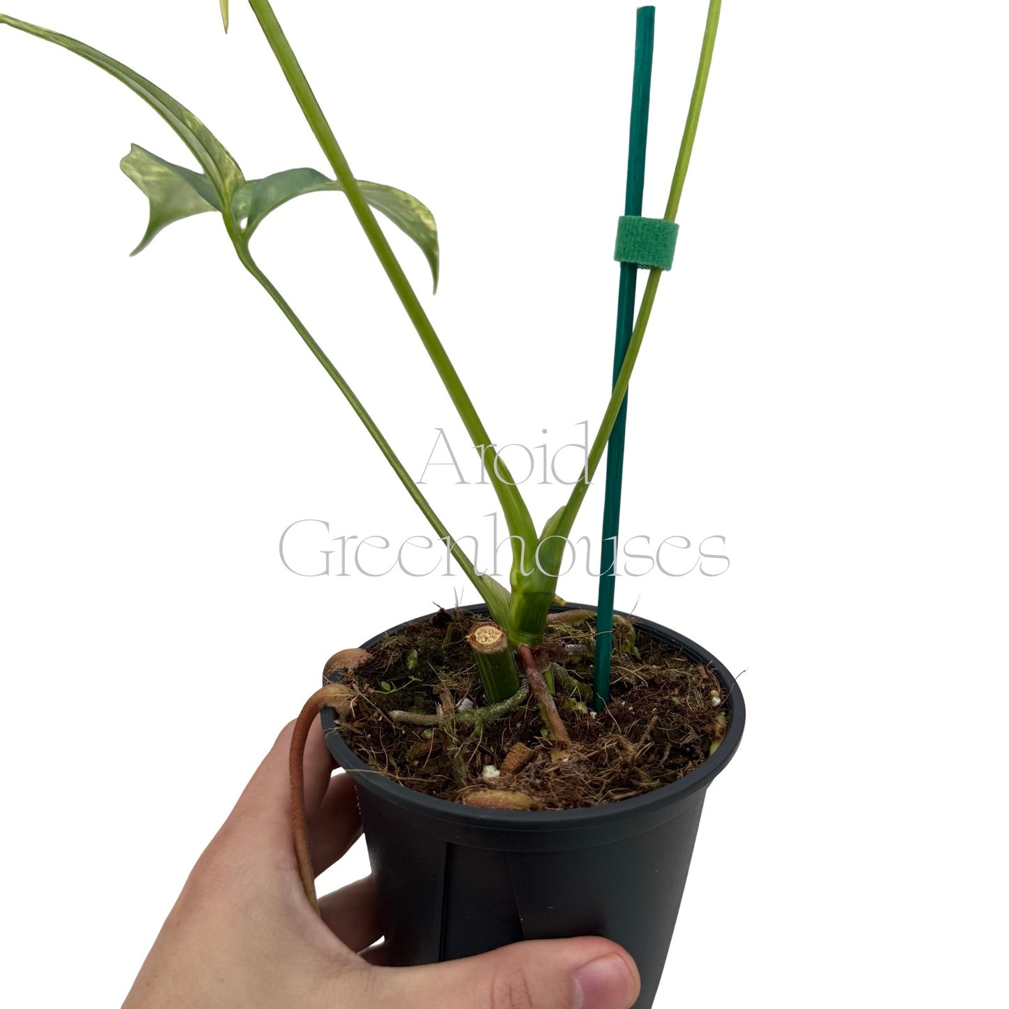 Anthurium 'Costa Rica' variegated – 4" Pot