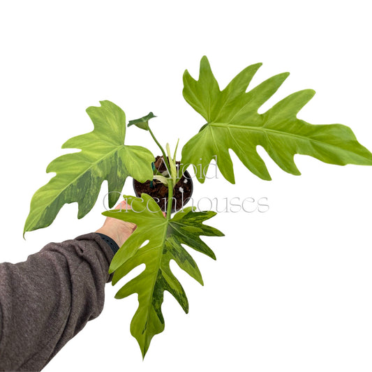 Philodendron radiatum variegated – 4" Pot